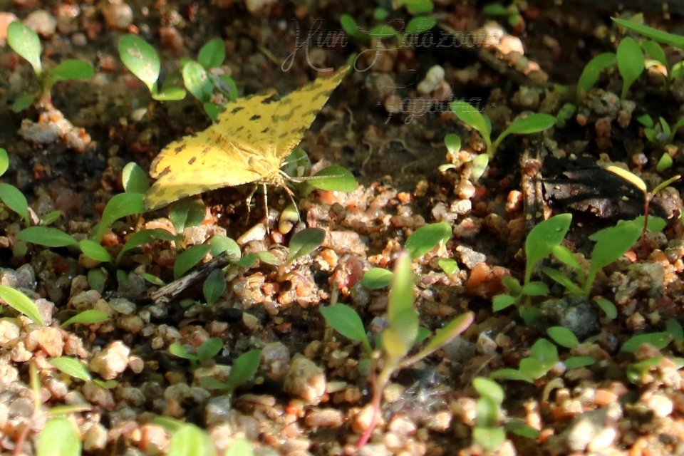 Pseudopanthera macularia - párducfoltos araszoló