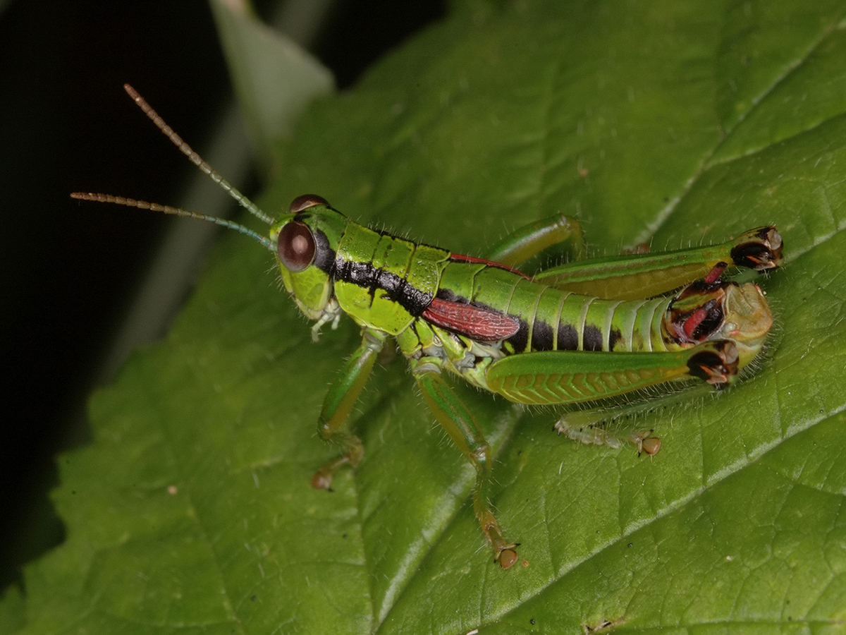 Odontopodisma schmidtii - Schmidt-hegyisáska