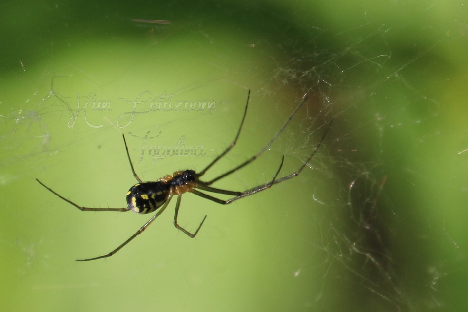 Linyphiidae - vitorláspókok