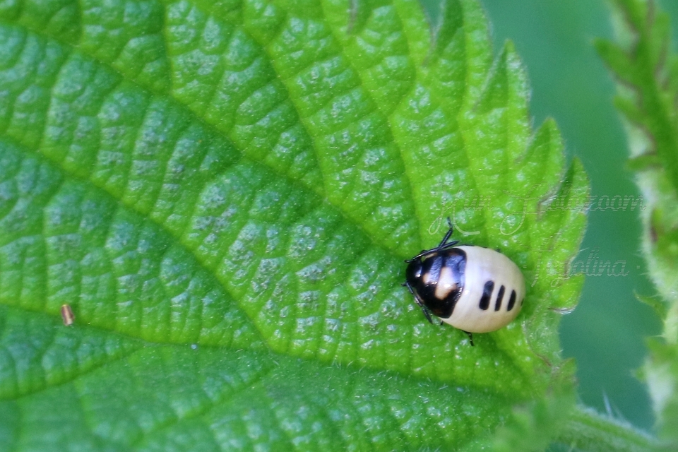 Tritomegas