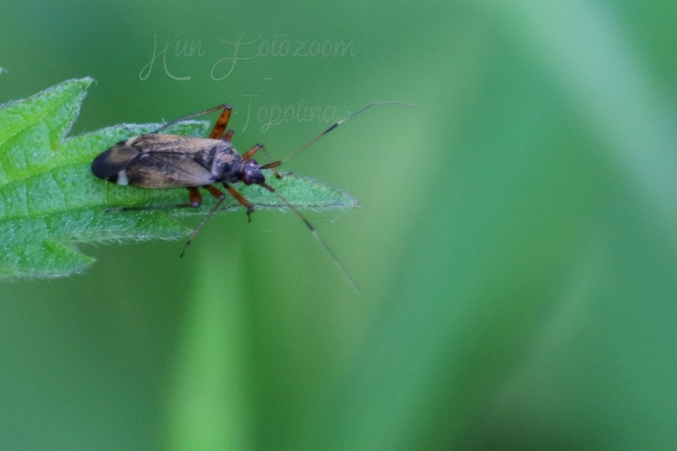 Closterotomus fulvomaculatus - komlópoloska Closterotomus fulvomaculatus - komlópoloska