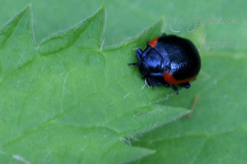 Chrysolina rossia - trapézhátú szegélyeslevelész