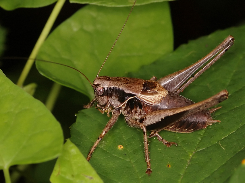 Pholidoptera griseoaptera - szürke avarszöcske