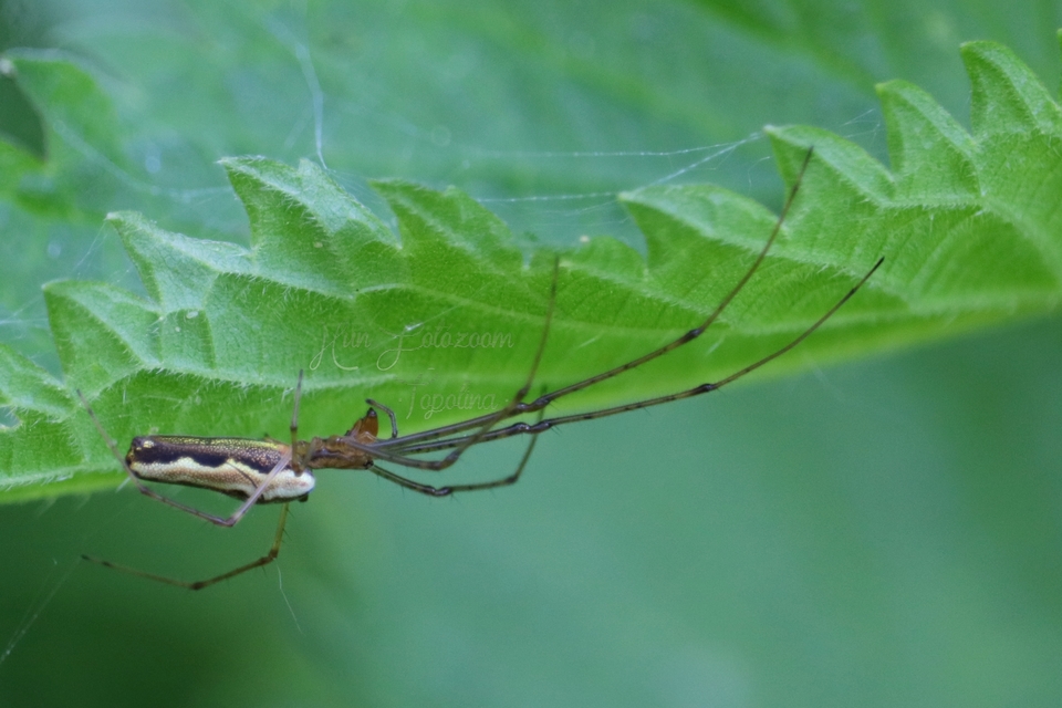Tetragnatha