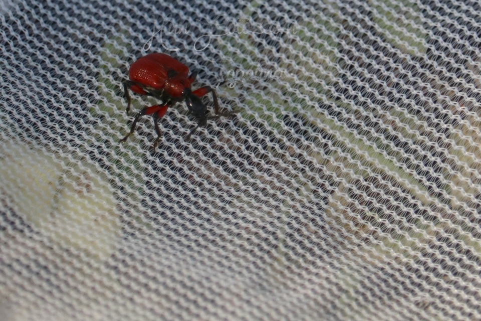 Apoderus coryli - mogyoró-levélsodró