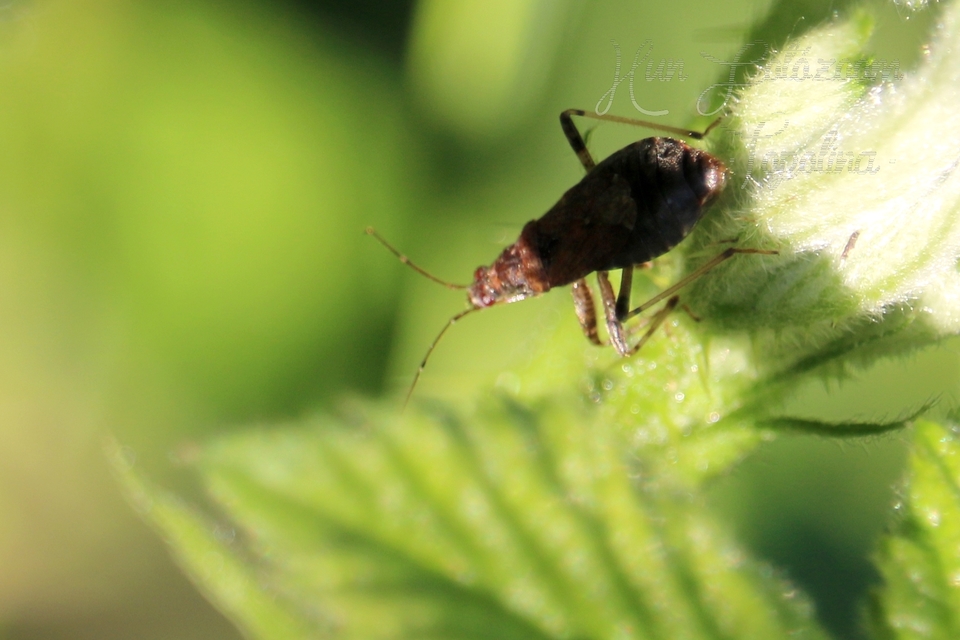 Himacerus mirmicoides - csalán-tolvajpoloska