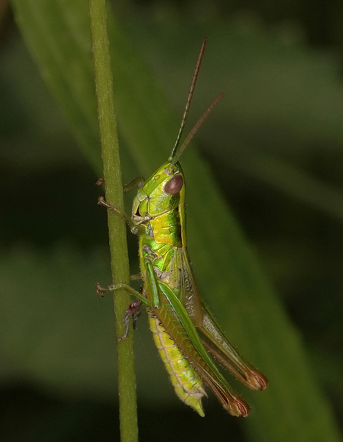 Euthystira brachyptera - smaragdzöld sáska