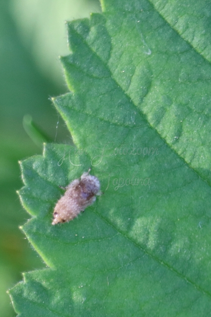 Cicadellidae - mezeikabócák