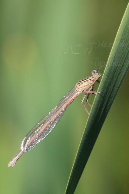 Platycnemis pennipes - széleslábú szitakötő