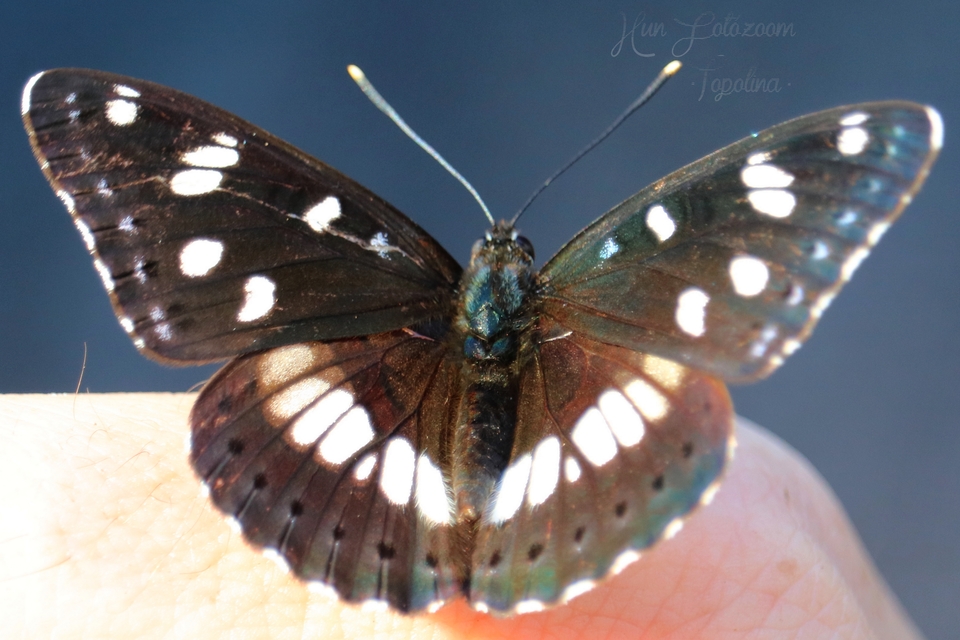 Limenitis reducta - kék lonclepke