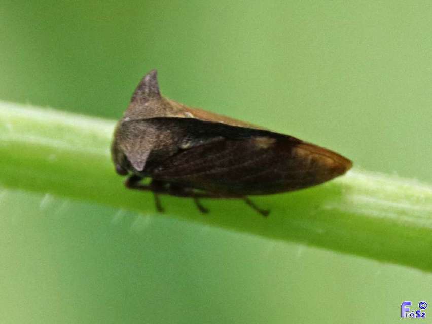 Centrotus cornutus - szarvaskabóca