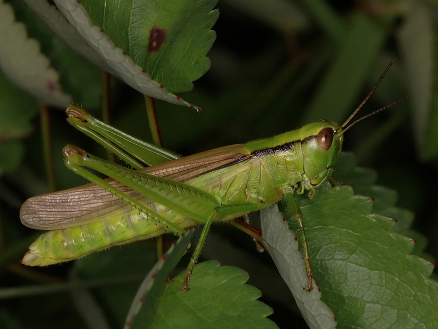 Mecostethus parapleurus - hagymazöld sáska