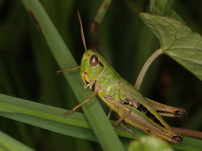 Pseudochorthippus parallelus - közönséges rétisáska