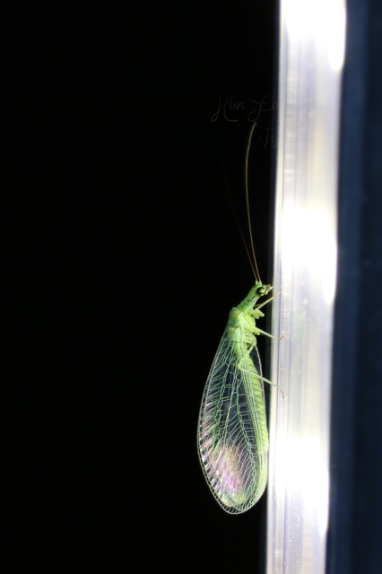 Chrysopidae - zöldfátyolkák