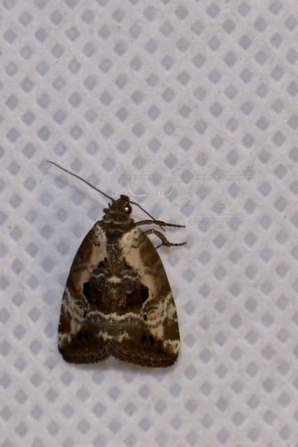 Hapalotis venustula - rózsaszínű mázasbagoly