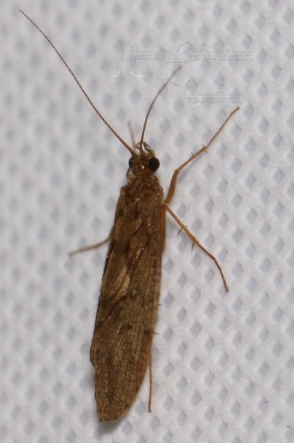 Trichoptera - Tegzesek