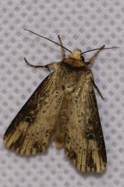 Axylia putris - vonalkás földibagoly