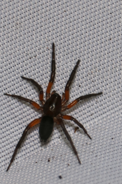 Gnaphosa bicolor