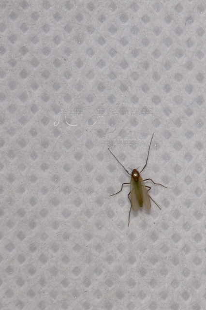 Chironomidae - árvaszúnyogok