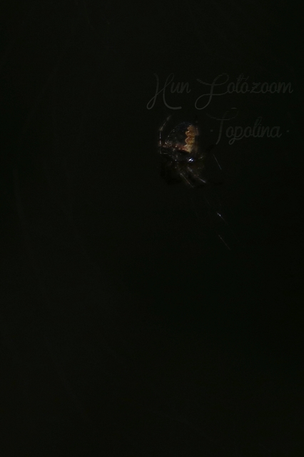 Araneus circe/angulatus