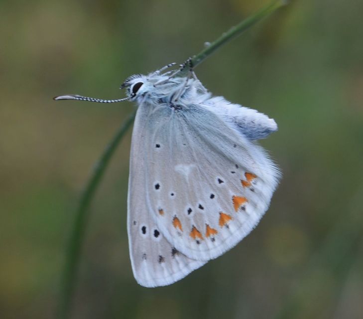 Polyommatus dorylas - fénylő boglárka