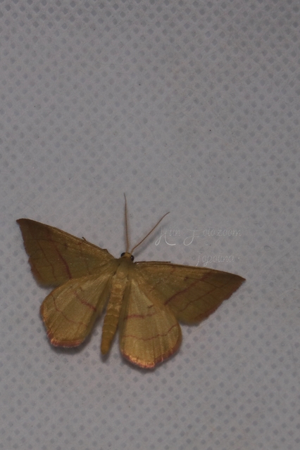 Rhodostrophia vibicaria - pirosszélű araszoló