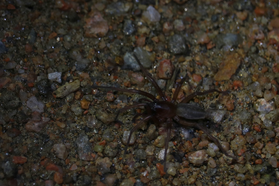 Haplodrassus