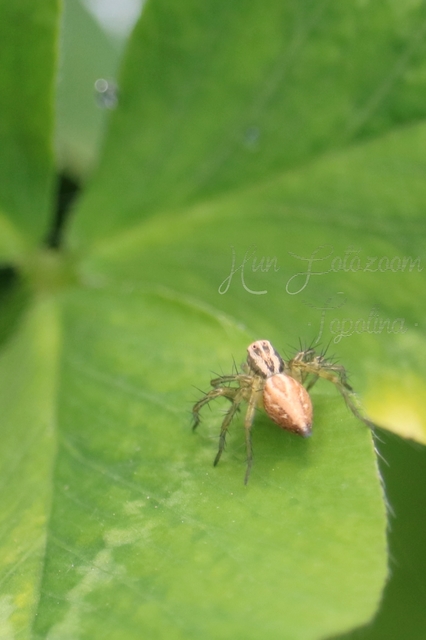 Oxyopes lineatus