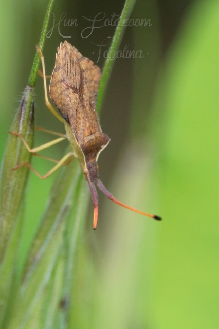 Syromastus rhombeus - vitorlás karimáspoloska
