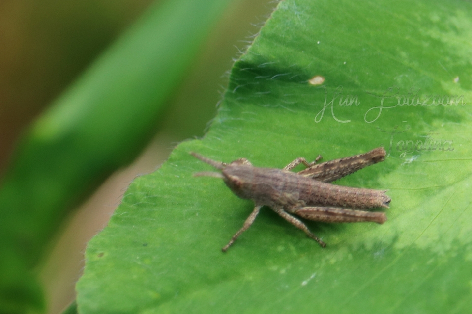 Chorthippus (Glyptobothrus) (subgenus)