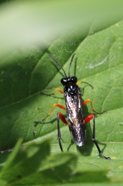 Tenthredinidae - valódi levéldarazsak