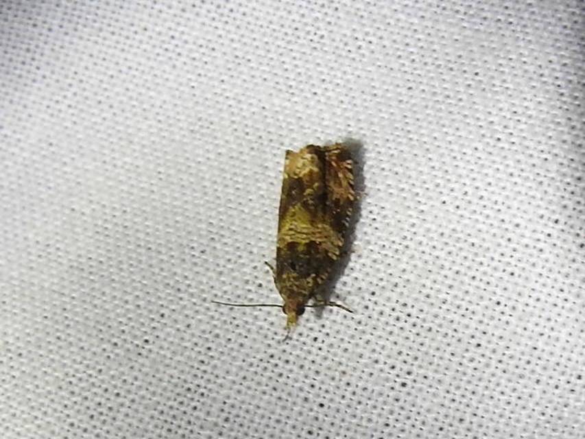 Celypha
