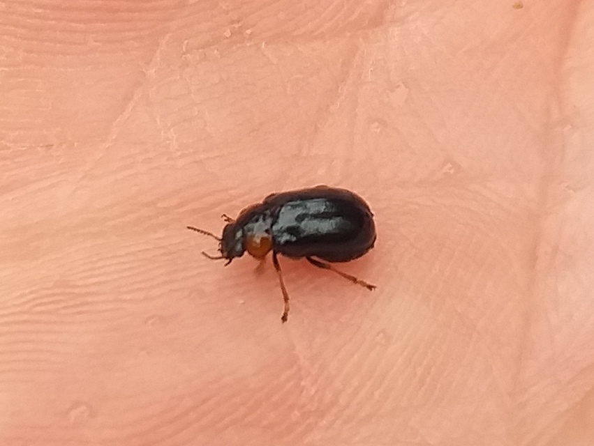 Smaragdina