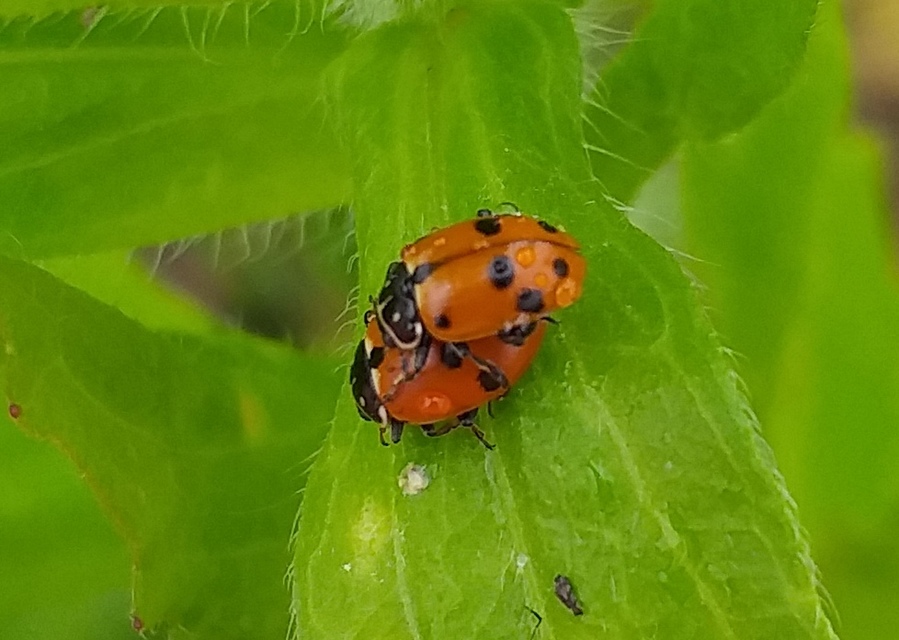 Hippodamia variegata - tizenhárompettyes katica