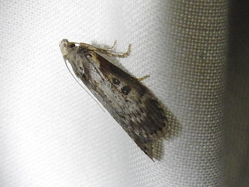 Lamoria anella - törmelékmoly