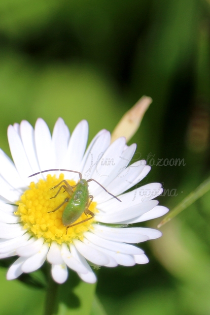 Adelphocoris lineolatus - lucernapoloska