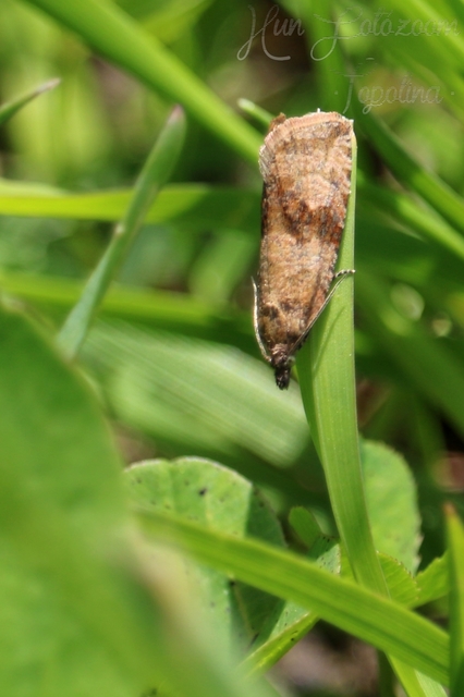 Celypha striana - pitypangfúró tükrösmoly