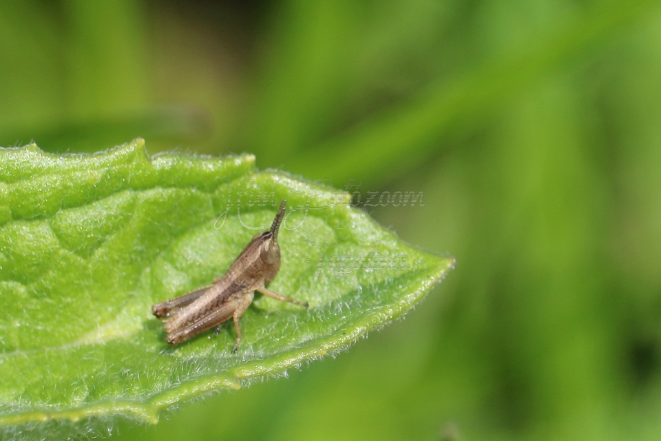 Euchorthippus