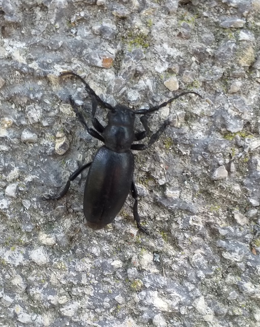 Dorcadion aethiops - fekete gyalogcincér