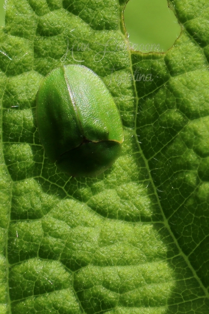 Cassida viridis - zöld pajzsbogár Cassida viridis - zöld pajzsbogár