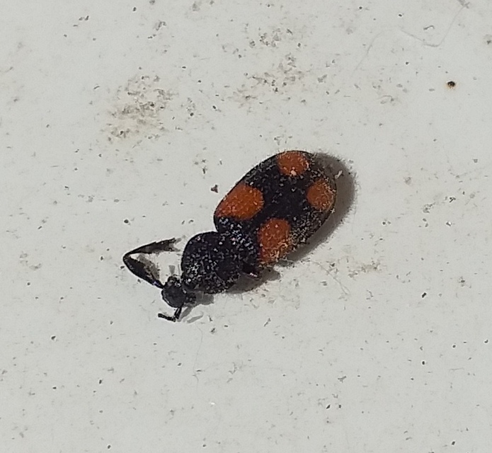 Panagaeus bipustulatus - kis keresztesfutó