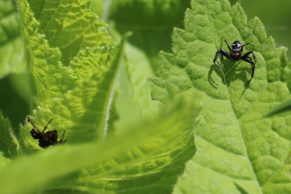 Synema globosum - fekete-sárga karolópók