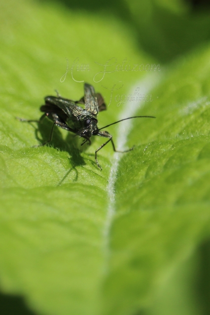 Oedemera