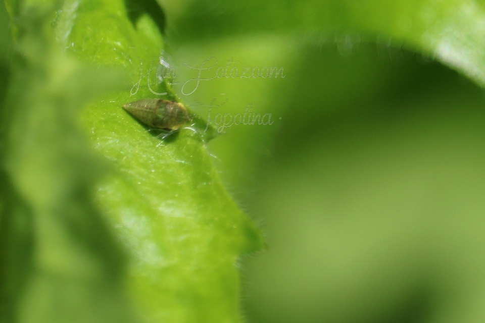Aphrodes