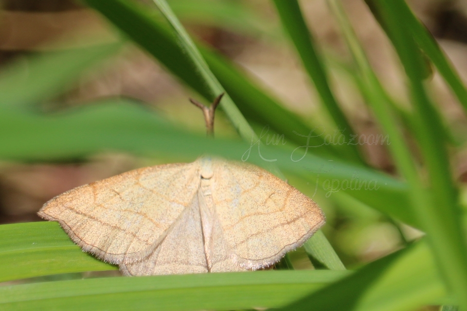 Polypogon tentacularia - sötétaljú karcsúbagoly