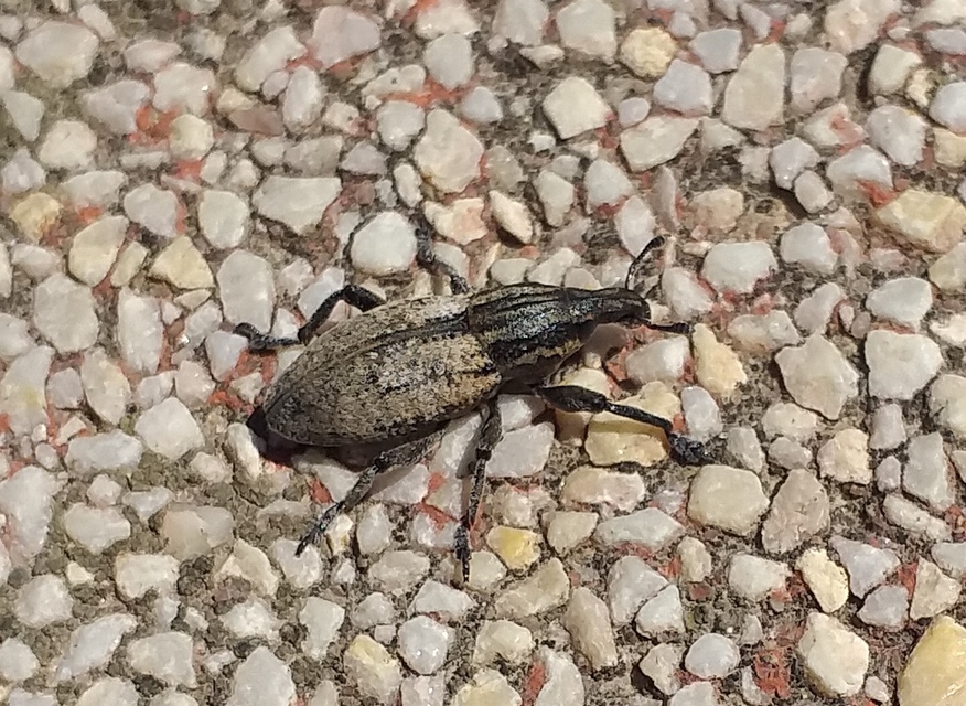 Pseudocleonus cinereus - hamvas barkó