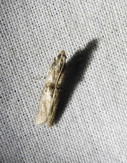 Nephopterix angustella - kecskerágó-karcsúmoly