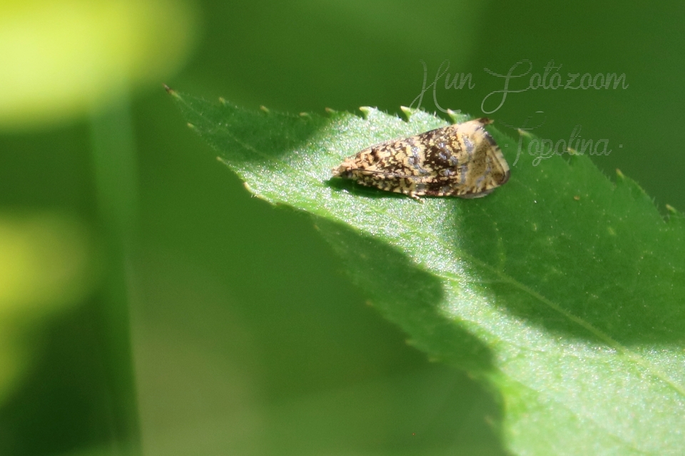 Celypha lacunana - vízparti tükrösmoly