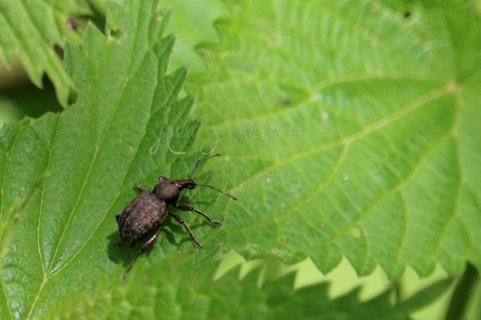 Dodecastichus