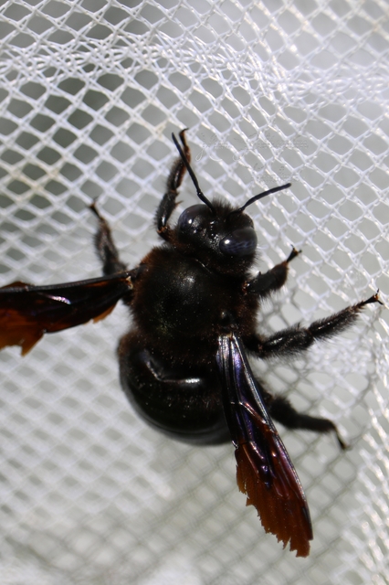 Xylocopa violacea - kék fadongó